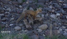 雌狐在线观看,在线揭秘神秘雌狐世界